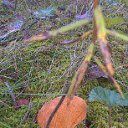 ���� �����, �����-���������, 77 ��� - ��������� 13 �������� 2015 � ������ ���� ����