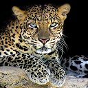  Elena....,  -  23  2015    