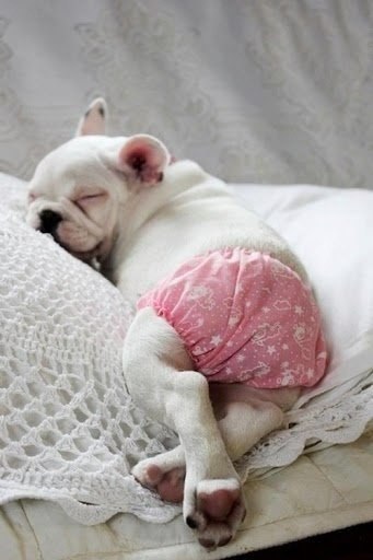 |В| Счастье есть... |В| - 13 августа 2015 в 21:21 - 2