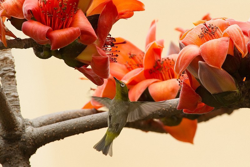    Bombax ceiba.    -  -  ... - 9