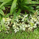    -  ,  -  4  2015    2014.  Lawana.  7-.