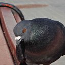 ���� ���� ������, ����� �������, 56 ��� - ��������� 23 ��� 2015 � ������ ������� 2015�