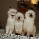 ���� �����, ������ - ��������� 24 ������� 2015 � ������ ���� ����������