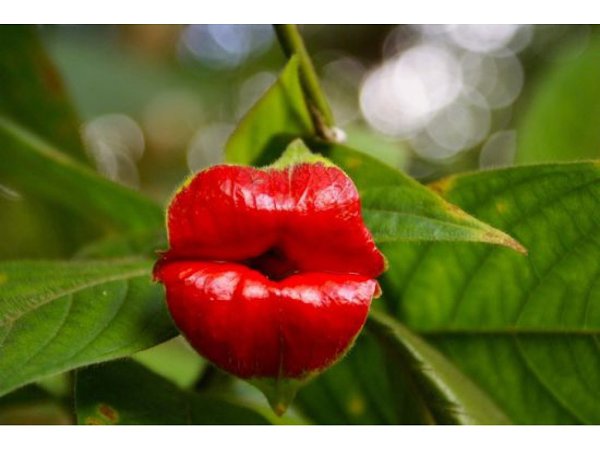 Психотрия возвышенная (Psychotria elata).Этот цветок по праву носит статус самого пикантного цветка ...