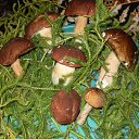 ���� �����, �����-���������, 77 ��� - ��������� 25 ���� 2015 � ������ ���� ����������