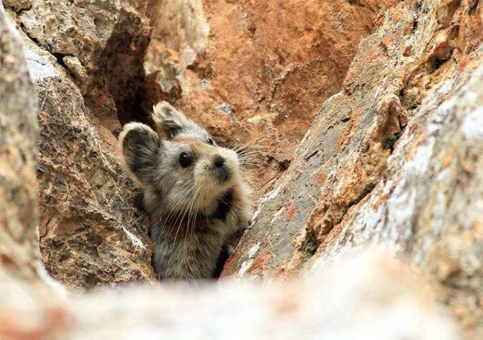  .   (Ili Pika) -       . ...