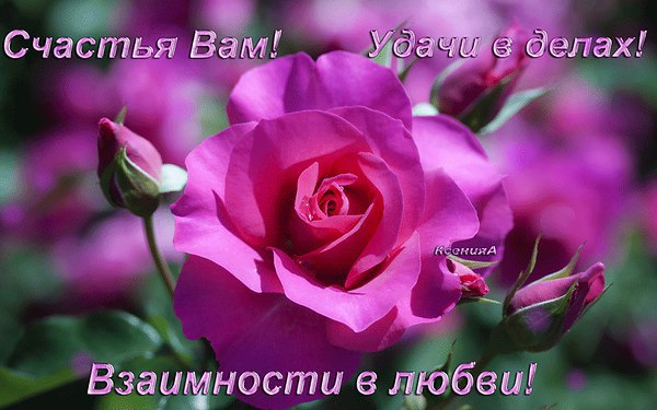 Какое это счастье , встав с утра , Увидеть солнце , небо и природу . Внимание на это обращали иногда ...