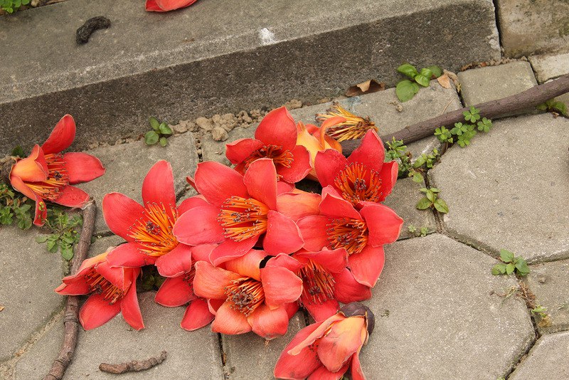    Bombax ceiba.    -  -  ... - 7