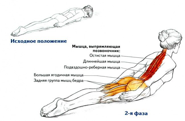 Всего одно упражнение для королевской осанки.Разгибание спины лежа — это простое базовое упражнение, ...