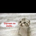 ���� ����, �����, 41 ��� - ��������� 16 �������� 2015 � ������ ������ ��������