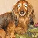 ���� �������, ������, 51 ��� - ��������� 12 �������� 2015 � ������ ���������