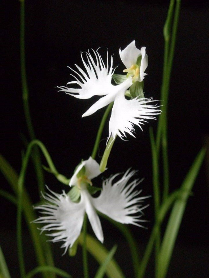  Habenaria radiata,     - 2