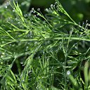 ���� ��������, ������, 48 ��� - ��������� 15 ��� 2015 � ������ ���� ���������..))�