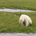 ���� ���������� �� ������� �������