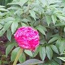  , -, 43  -  17  2015   