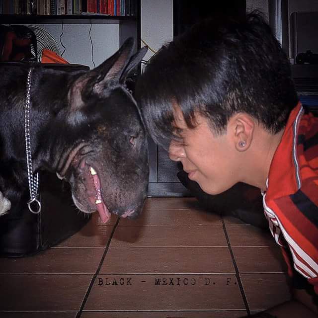 Английский бультерьер. - 8 июля 2015 в 16:47