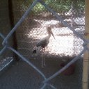    -  ,  -  31  2015   .  2015.  .  6-.