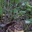 ���� ������, ��������� - ��������� 5 ������� 2015 � ������ ������ ��������