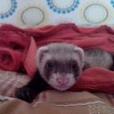 ���� �������, ��������, 52 ���� - ��������� 7 ���� 2015 � ������ ���� ����������