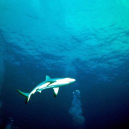 �����, ���������, 51 ���