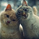 ���� ������, ��������� - ��������� 7 ������� 2015 � ������ ������ ��������