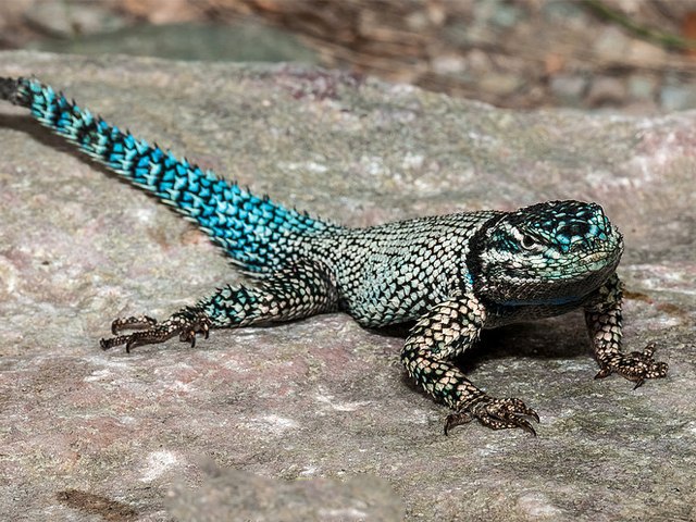   Sceloporus jarrovi