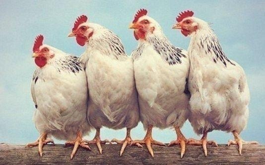 Так выглядит каждая сплетница, которая обсуждает мою жизнь.