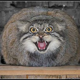 ��������, ������, 50 ���