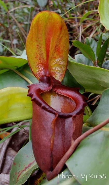   / . (. Borneo),   (. Kalimantan) -  ... - 7