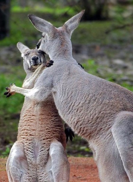 .#animal@travel.blog - 4