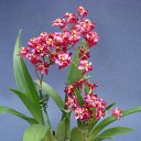 ���� ��������, �����������, 40 ��� - ��������� 16 �������� 2015 � ������ ���� ����������