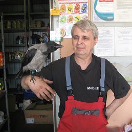 ���� ������, ������, 68 ��� - ��������� 13 ���� 2015