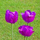 �������� �� ������� ���� ����������