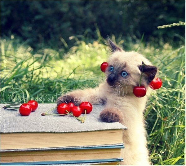 |В| Счастье есть... |В| - 13 августа 2015 в 21:21 - 4