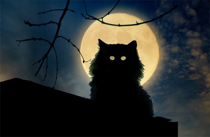 Глаза ночи. Мне ночью снится -кошкой стала я. Сижу на темной крыше под луною. И наслаждаюсь каплями ...