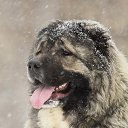  Irishka))),  -  15  2015     ))))