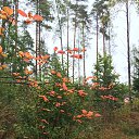 ���� �������, �� �������, �����-��������� - ��������� 17 �������� 2015 � ������ ������. �������� 2015�