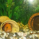  &quot;&quot; (Labidochromis caeruleus).    .