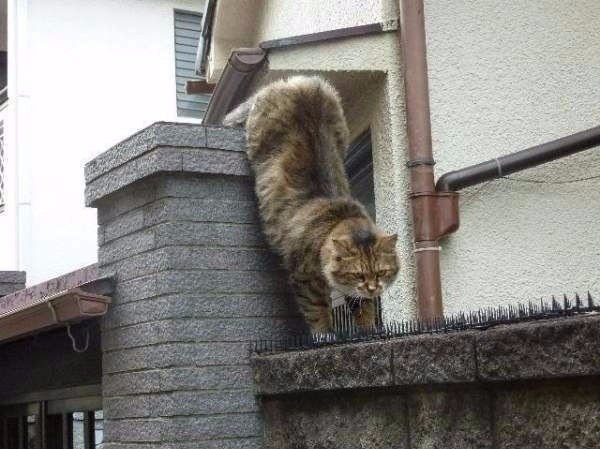     .#animal@travel.blog