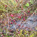 ���� ����, ��������� - ��������� 26 ������ 2015 � ������ ��������