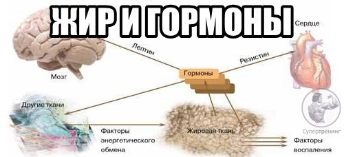 ЖИР И ГОРМОНЫ.Забирайте на стену, чтобы не забыть прочитать!Откуда взялось столько толстяков? ...