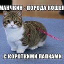 ���� Pokerface, �������, 39 ��� - ��������� 26 ���� 2015 � ������ ������ ��������