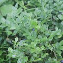 ���� ������, �������, 41 ��� - ��������� 12 ���� 2015 � ������ ����� �����