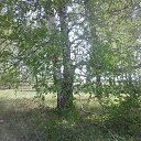 ���� �������, ����������, 56 ��� - ��������� 25 ���� 2015 � ������ ���� ����������