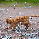 ���� �����, ������-��-����, 49 ��� - ��������� 12 ������� 2015