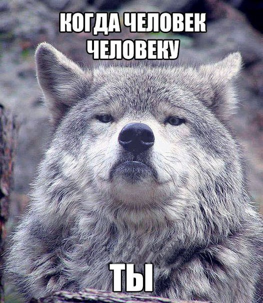 Волк на все случаи жизни. - 4