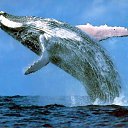 ���� ������, ��������, 54 ���� - ��������� 2 ��� 2015 � ������ ���� ����������