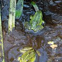 ���� �����, �����, 64 ���� - ��������� 9 ���� 2015 � ������ ����� ���� ���� (07.06.2015)�