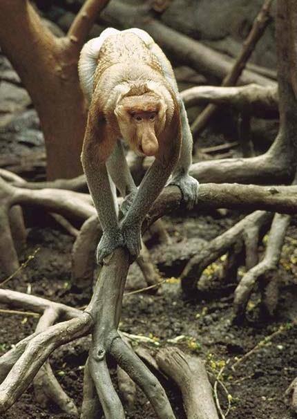   / . (. Borneo),   (. Kalimantan) -  ... - 9
