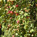 ���� ����, �����-���������, 57 ��� - ��������� 22 ������� 2015 � ������ ��������